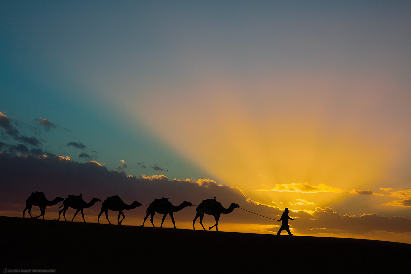 Camels with Sun Rays