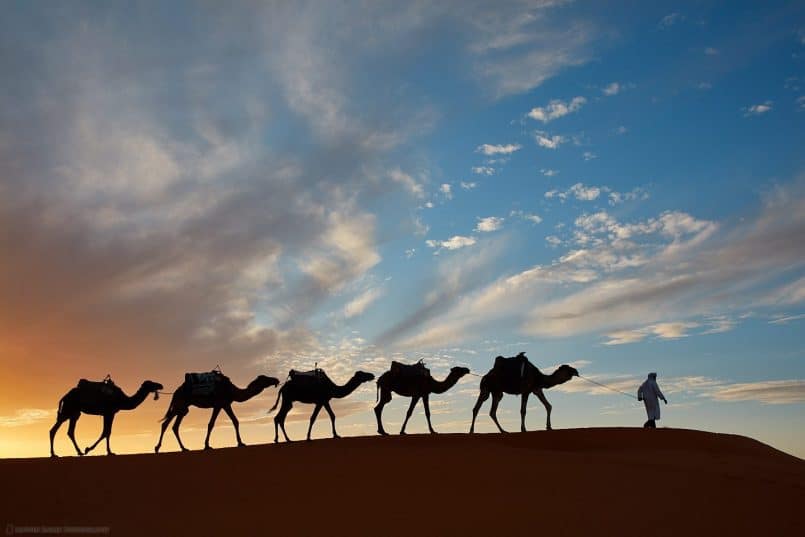 Camel Silhouettes at Sunset
