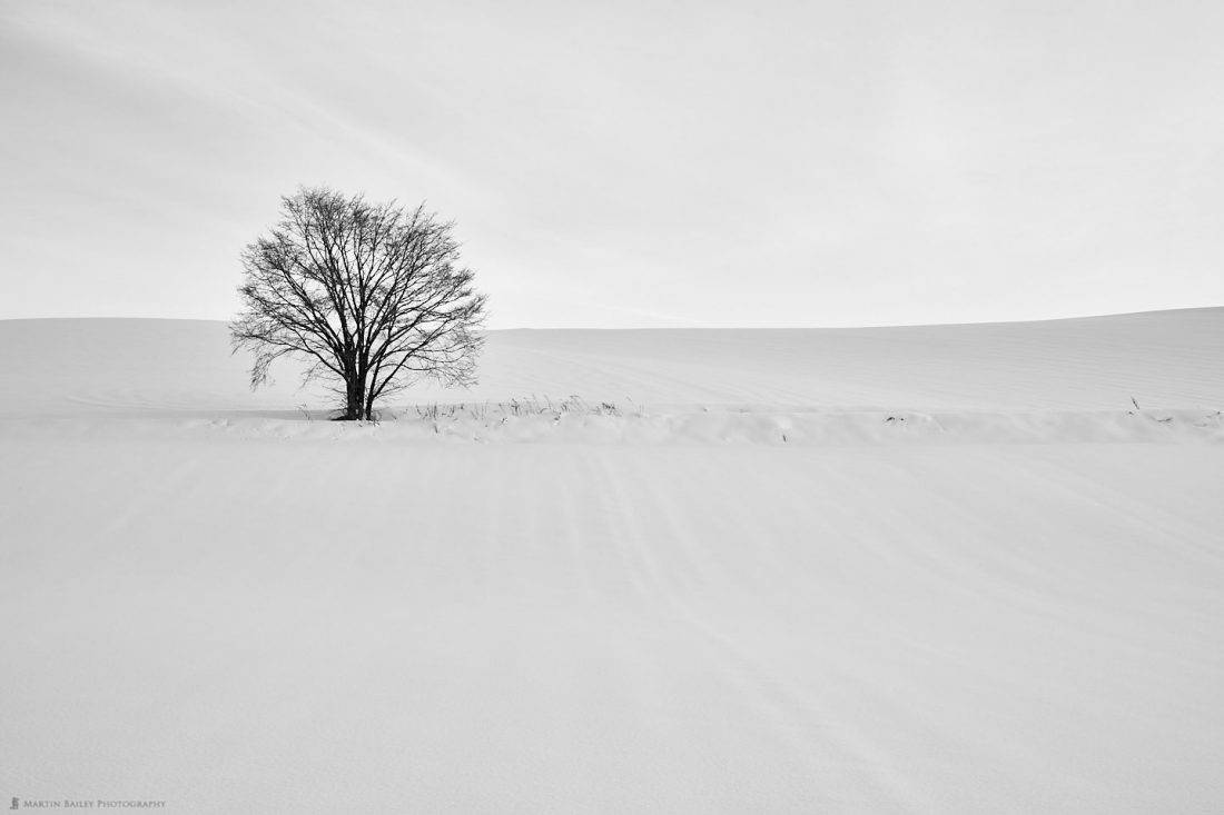 Tree on Ploughed Hill