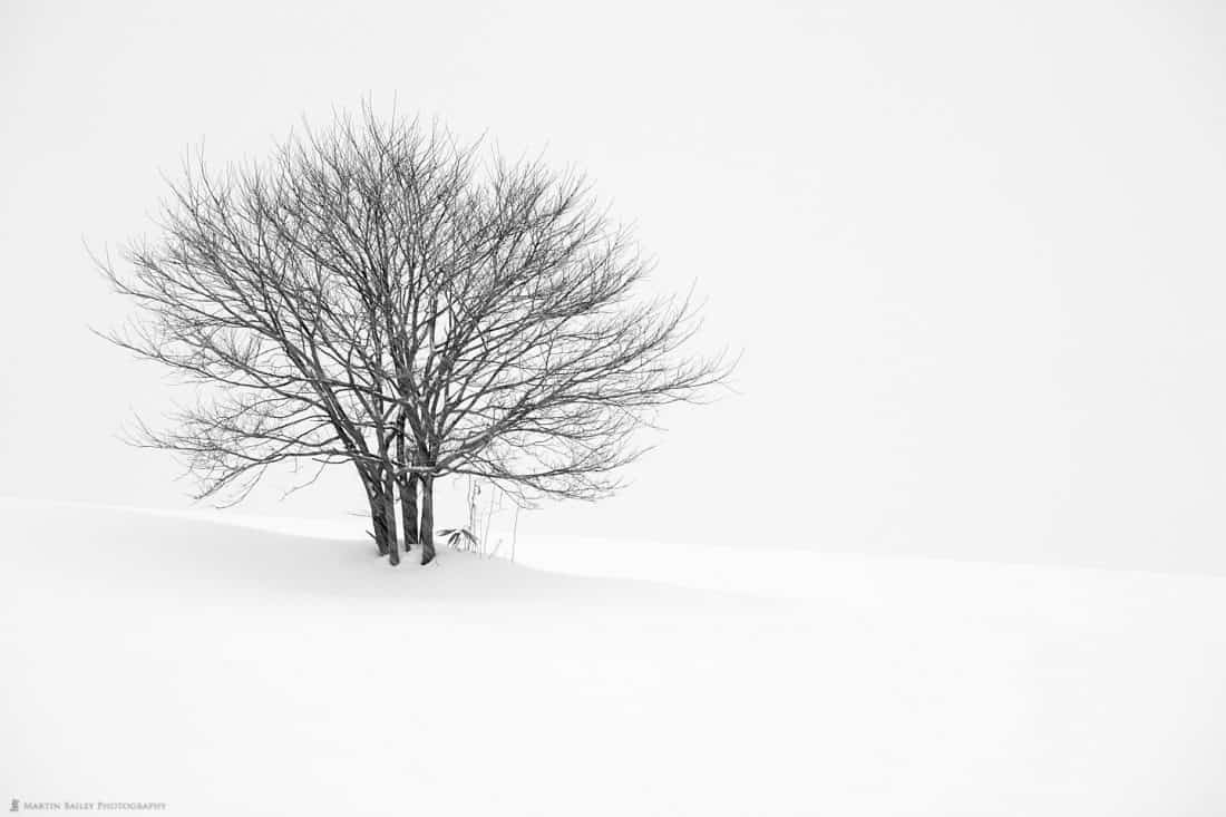 Tree on Snow Covered Hill