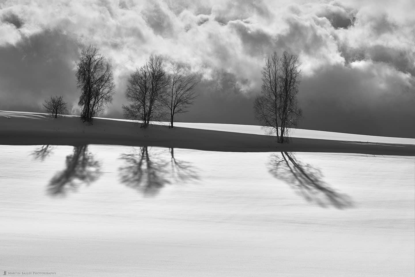 Five Trees Five Shadows