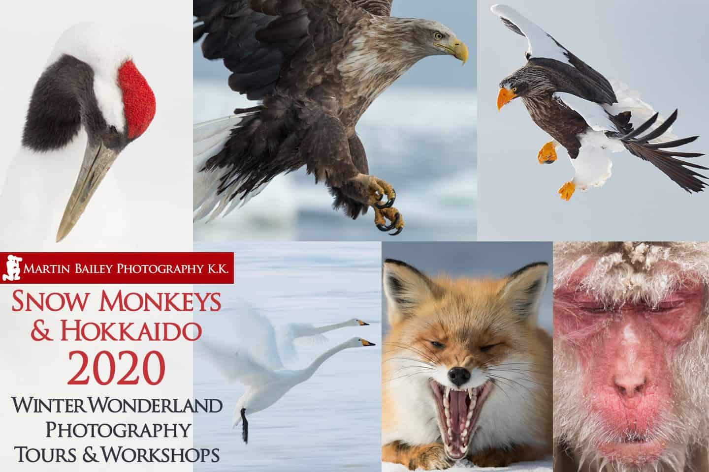 Snow Monkeys & Hokkaido Tour and Workshop 2020