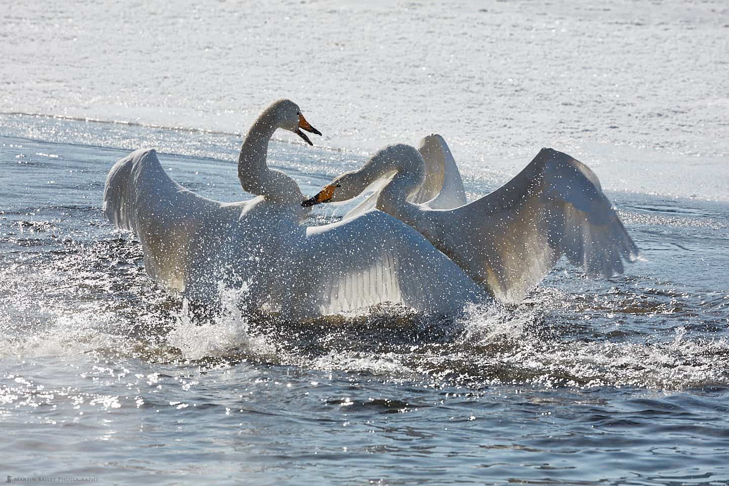Swan Fight
