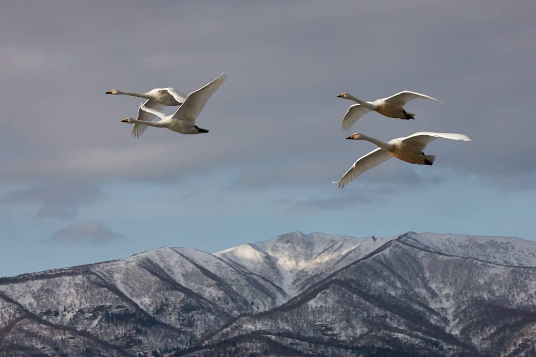 Two Pairs of Whooper Swans