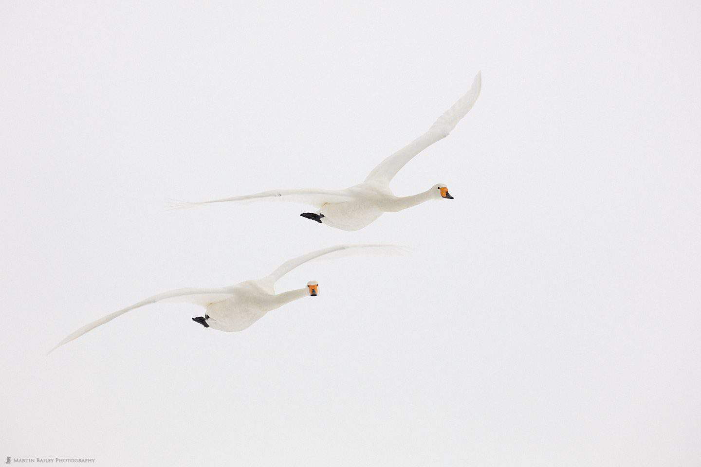 Whooper Swans In White