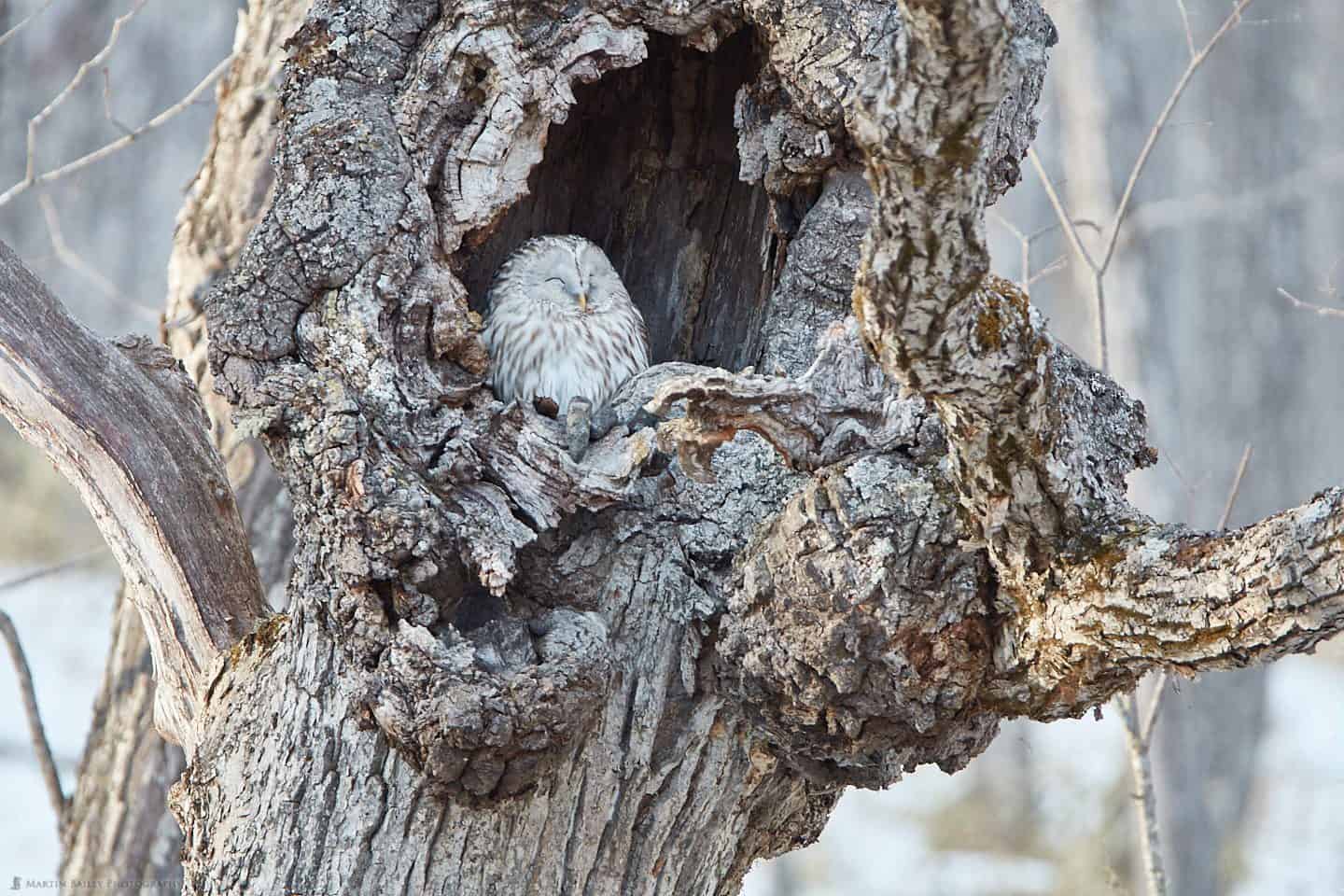 Cozy Ural Owl