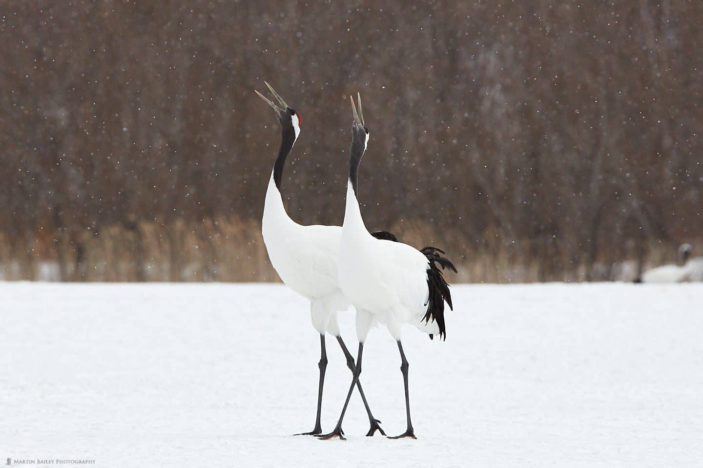 Cranes Singing in Snow