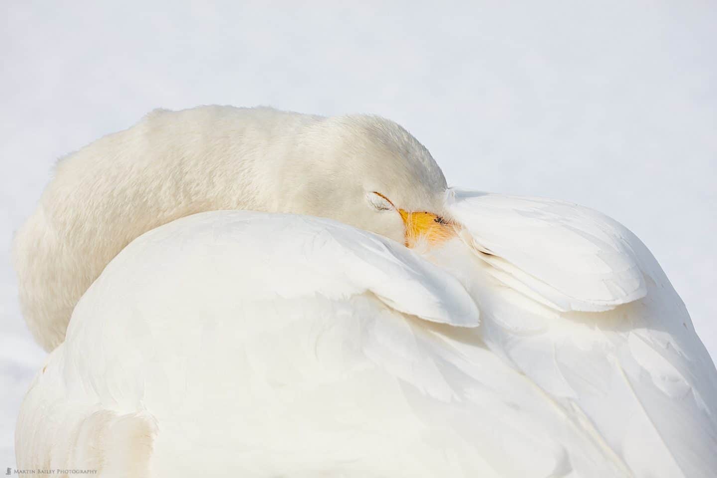 Sleepy Swan