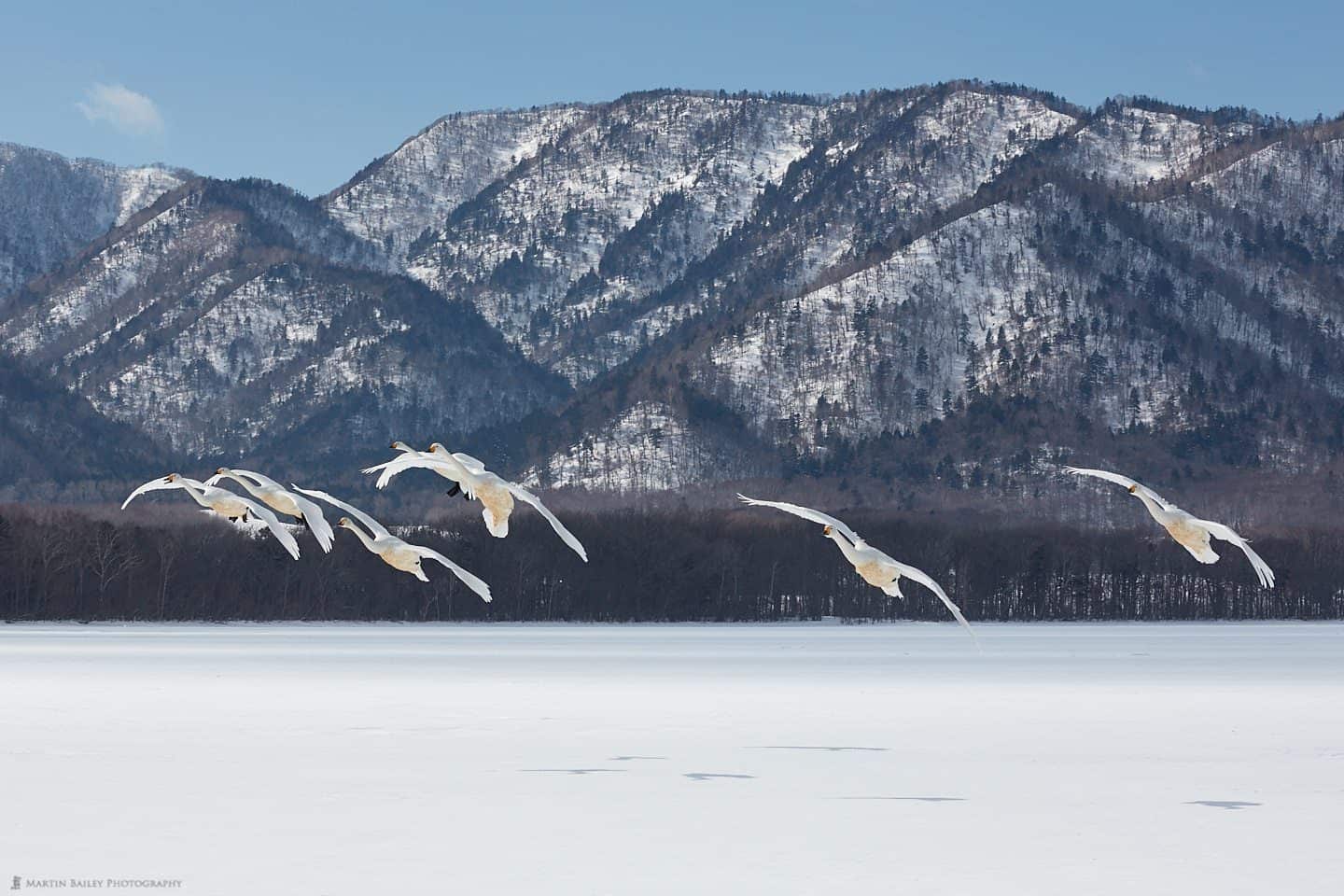 Whooper Swans and Mountains