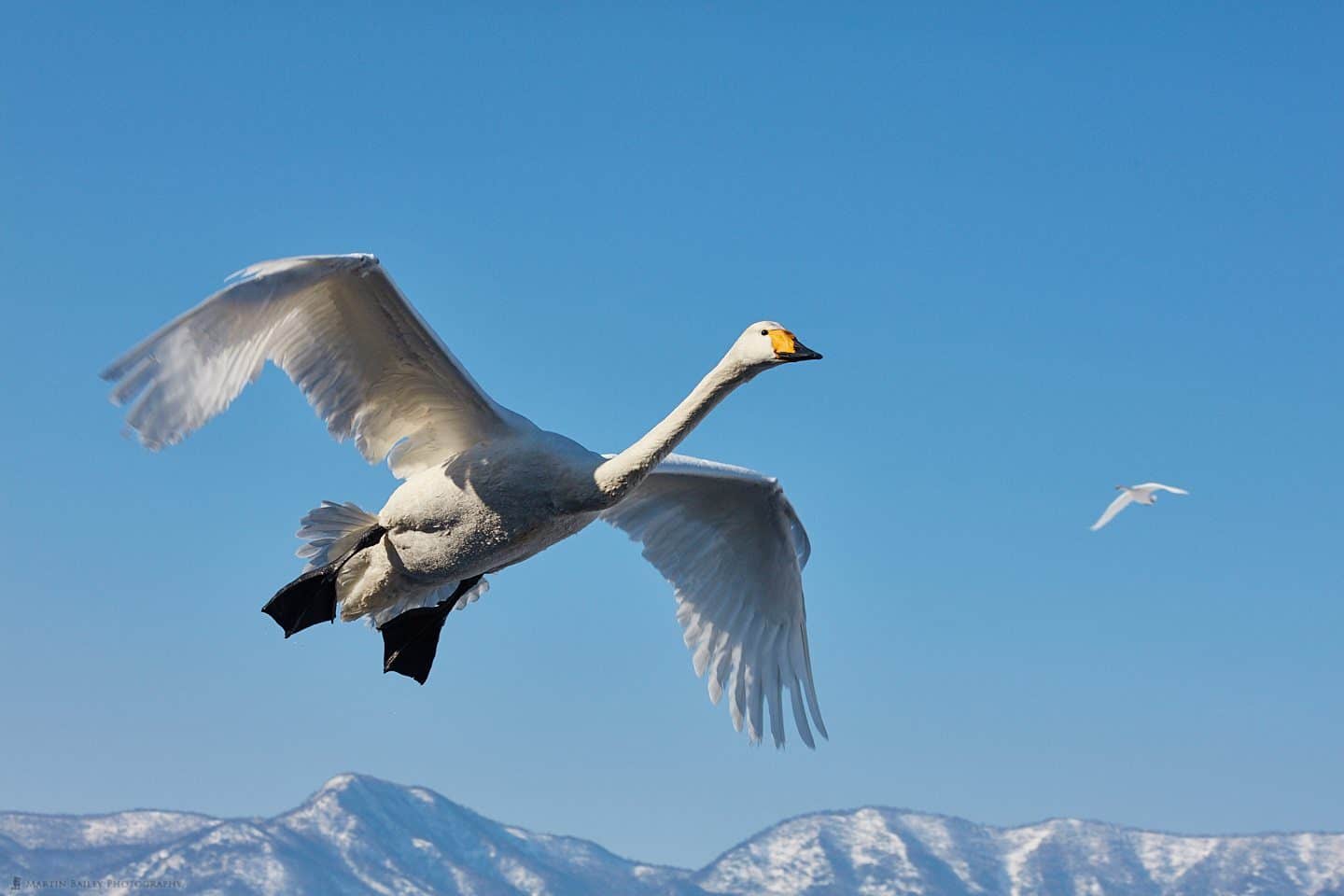 Intimate Swan Landing