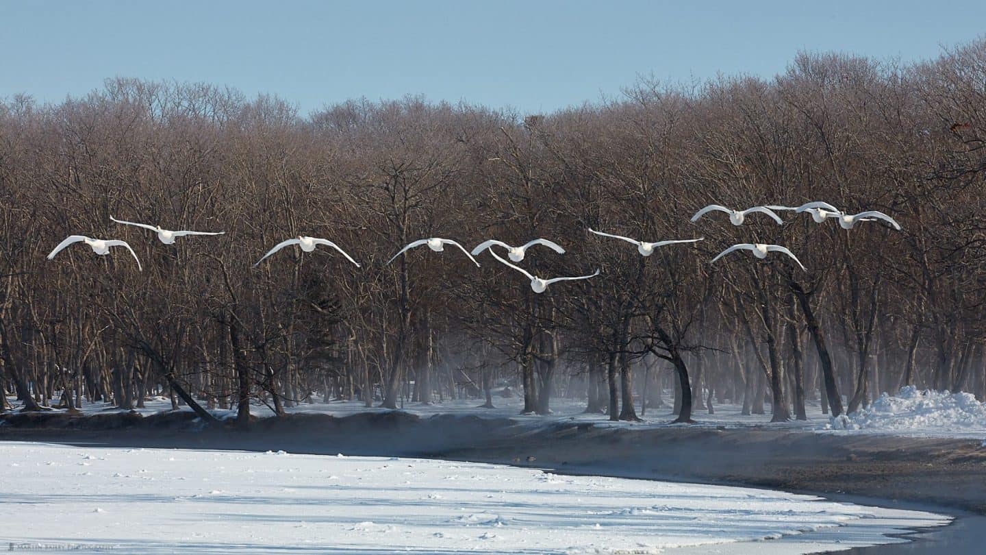 Twelve Swans Approach