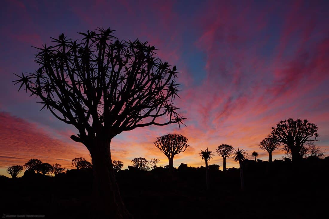 Quiver Tree Fiery Sunset