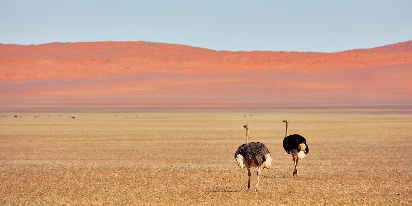 Ostriches on Plain