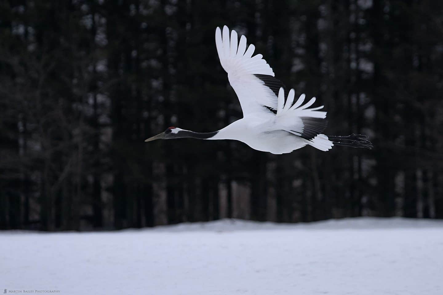A Red=Crowned Crane in Flight (2004)