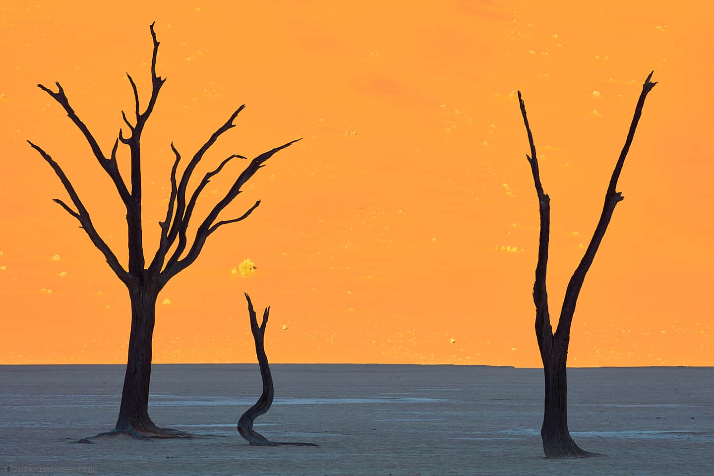 Deadvlei Silhouetted Camelthorn Trees