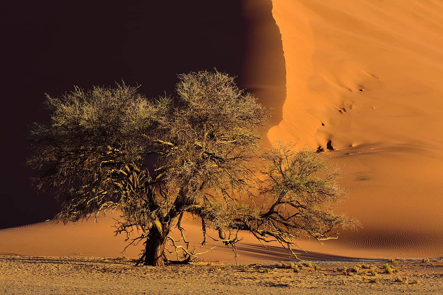 Dune 37 with Camelthorn Tree