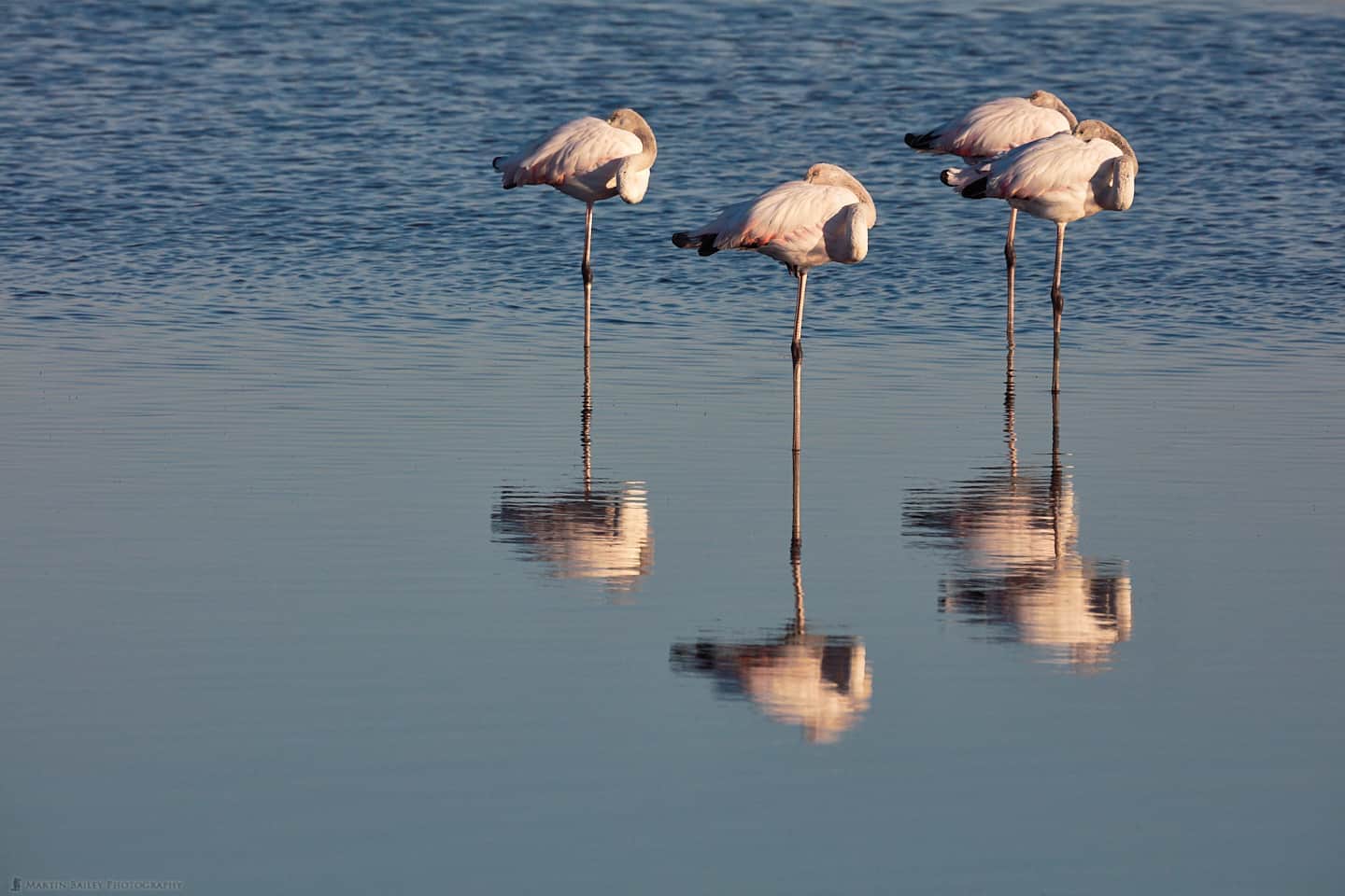 Flamingo Foursome