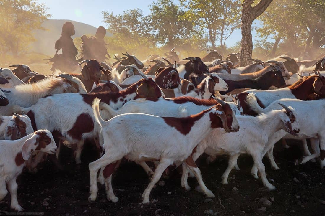 Himba Goat Herding