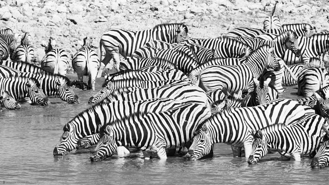 Burchell's Zebra at Waterhole