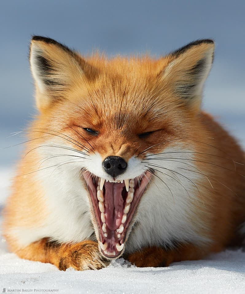 Northern Red Fox's Yawn