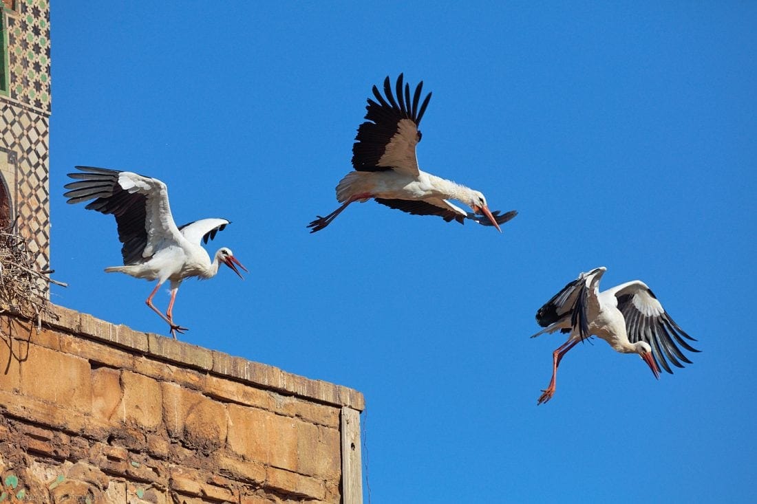 White Storks Take Flight at Chellah Necropolis