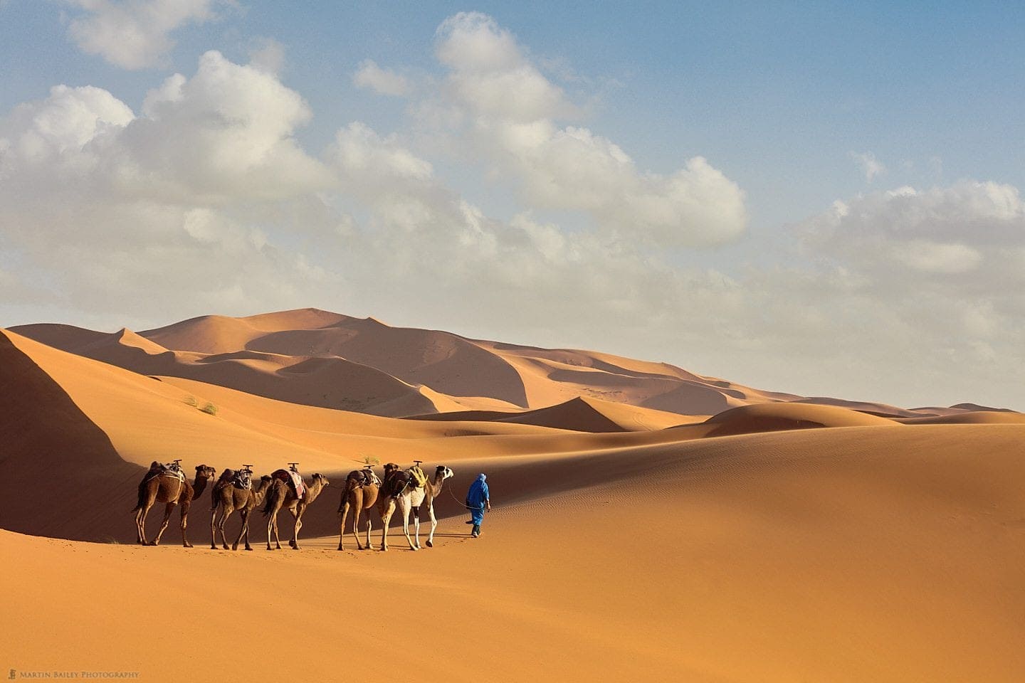 Camel Handler with Camels in Sahara Desert