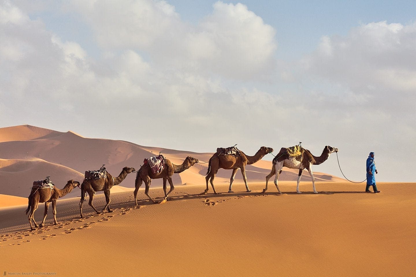 Camels Reach the Brow of the Dune