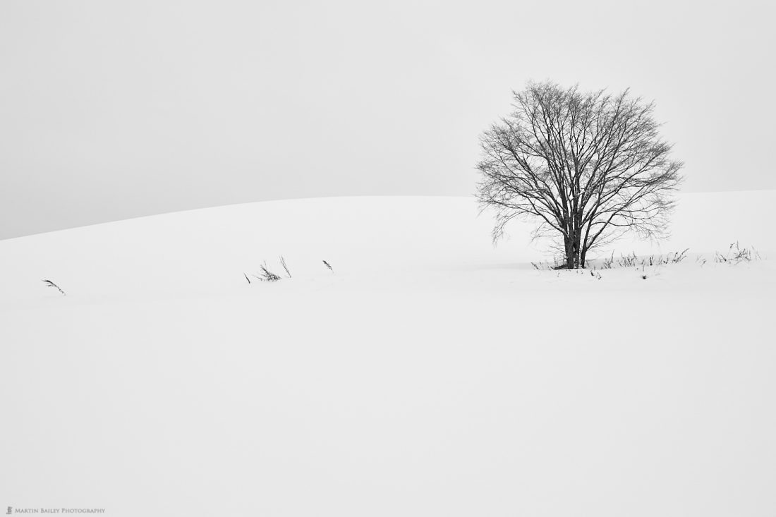 Lone Tree with Grasses