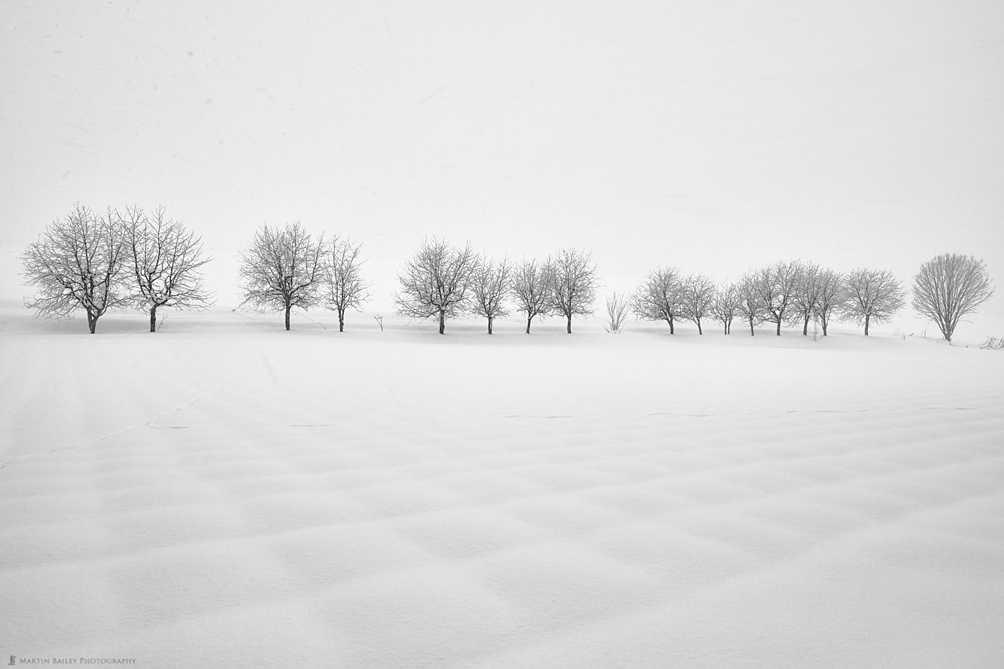 Trees and Patchwork Snow