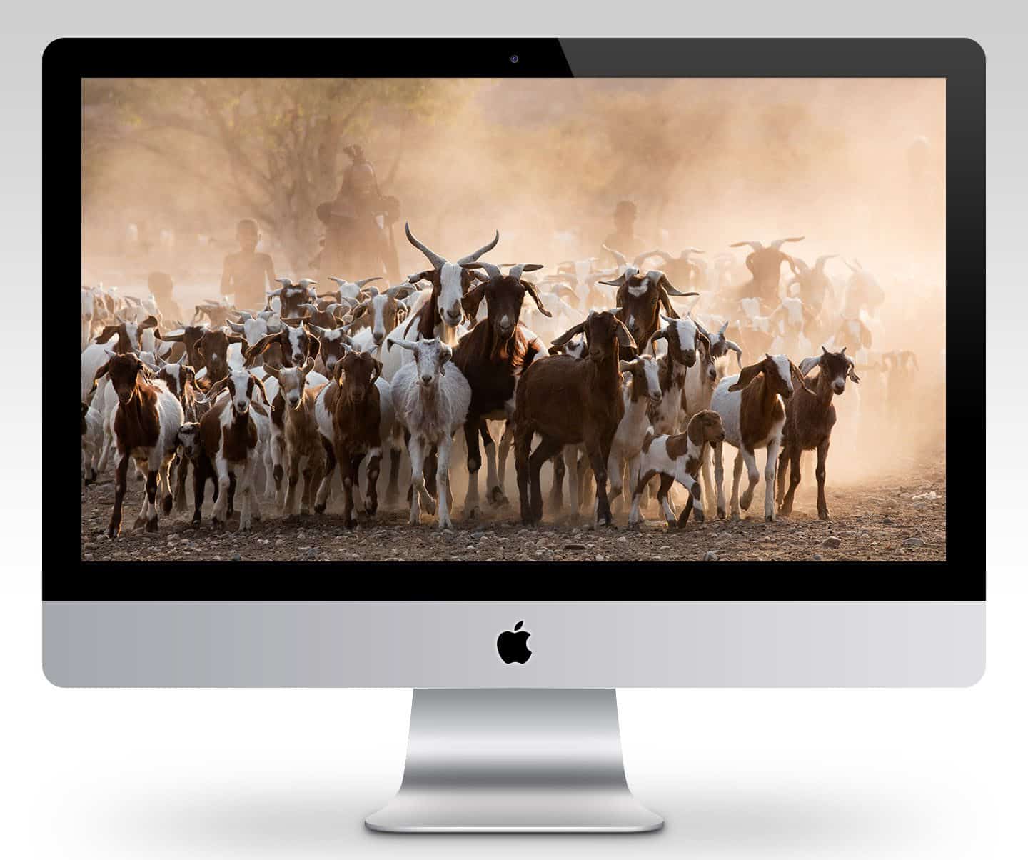 Himba Goat Herding Wallpaper