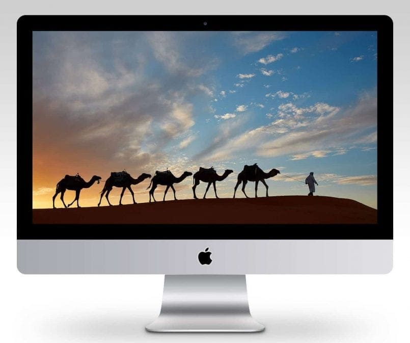 Camels at Sunset Wallpaper | Martin Bailey Photography