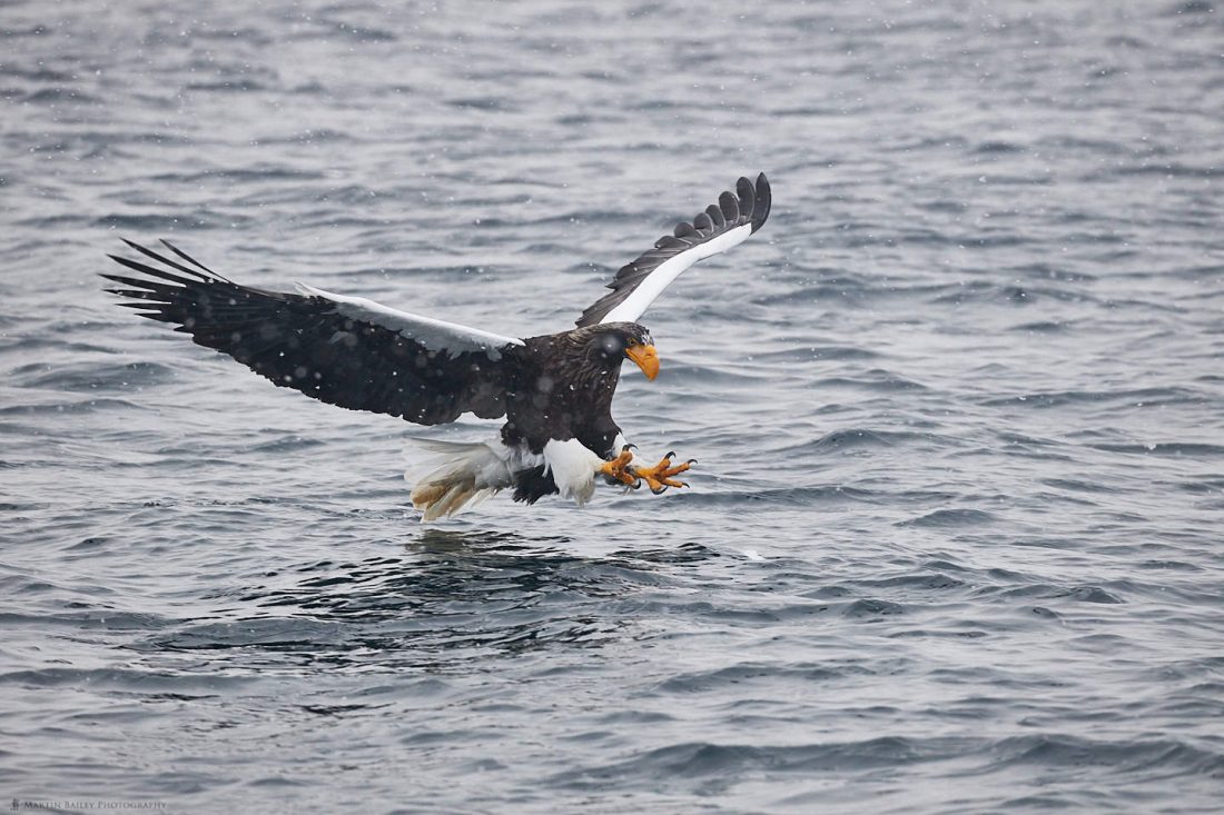Steller's Sea Eagle on the Approach