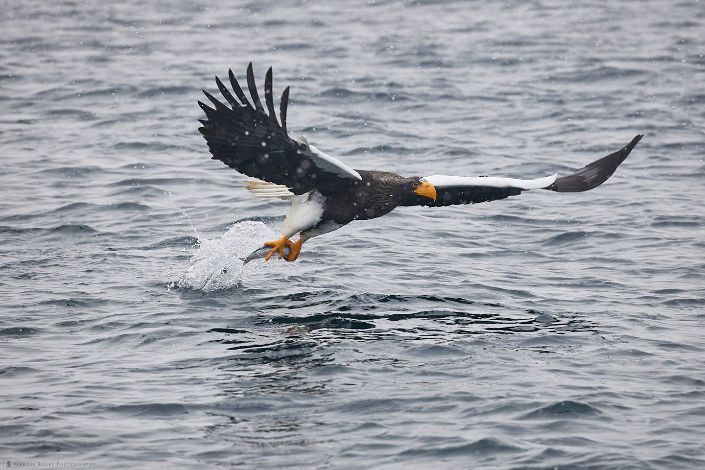 Steller's Sea Eagle Pulling Fish from Sea