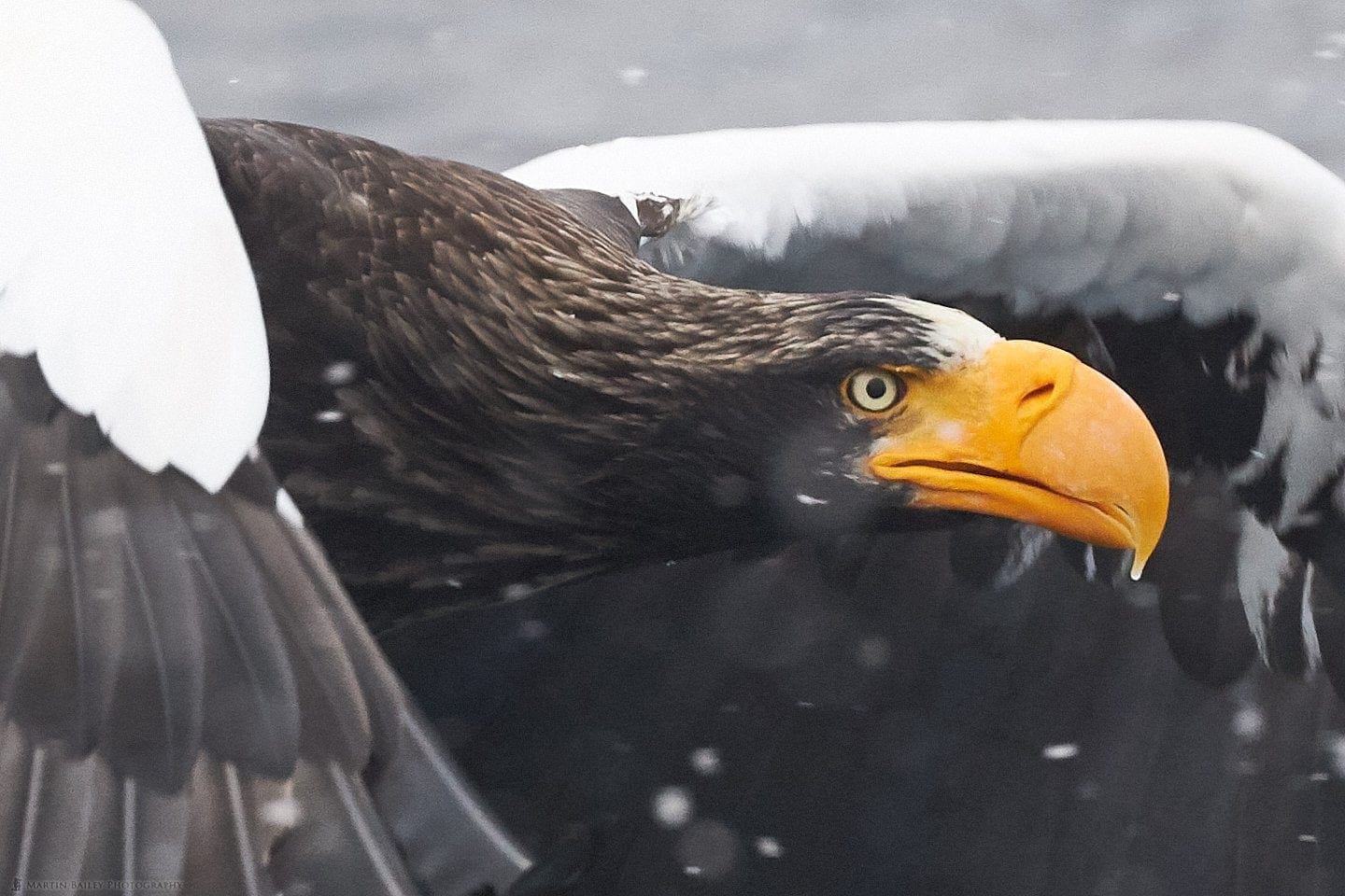 Steller's Sea Eagle Snatches Fish from Sea - 100% Crop