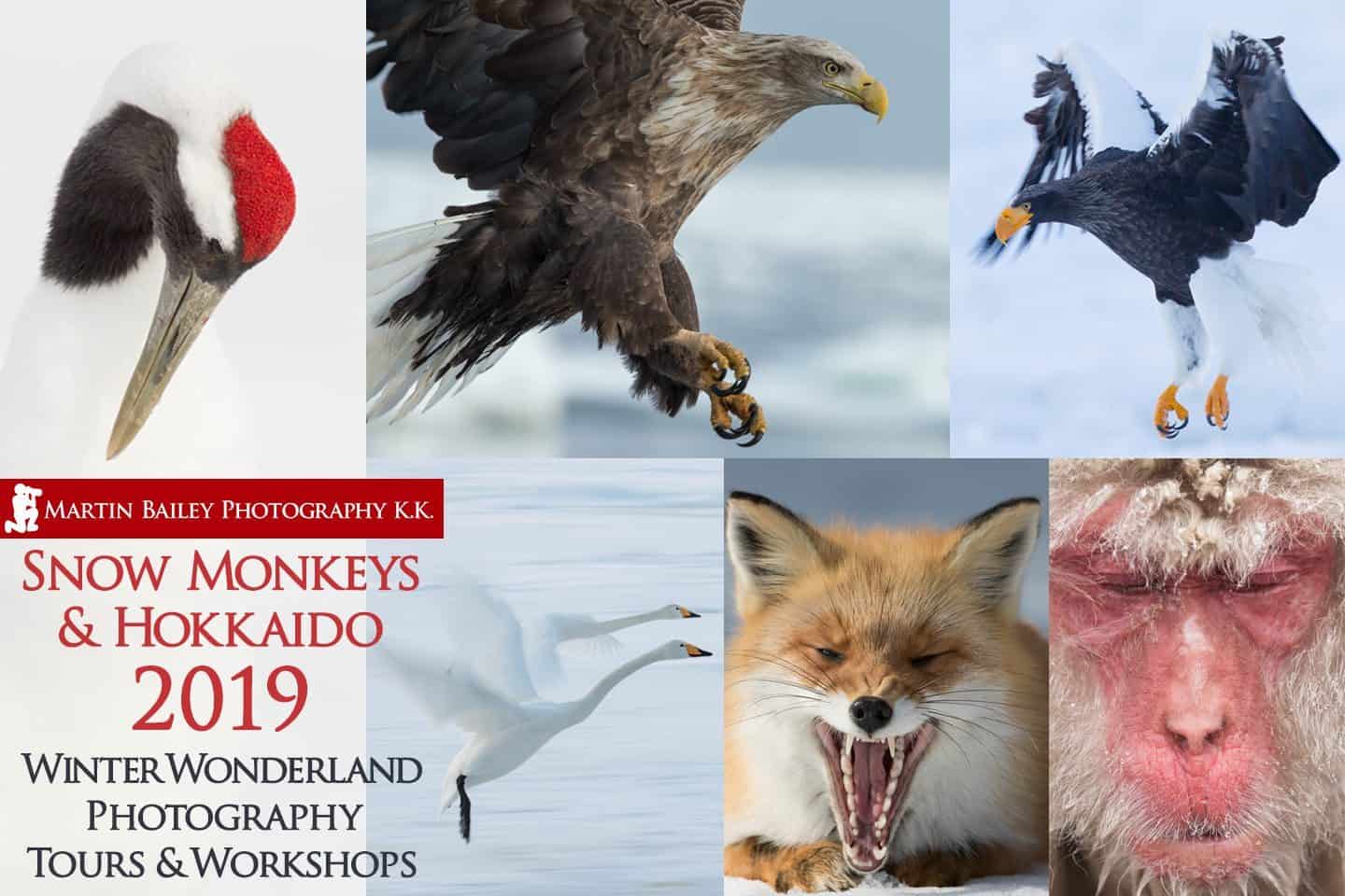 Snow Monkeys and Hokkaido 2019 Tour#2 Reservation