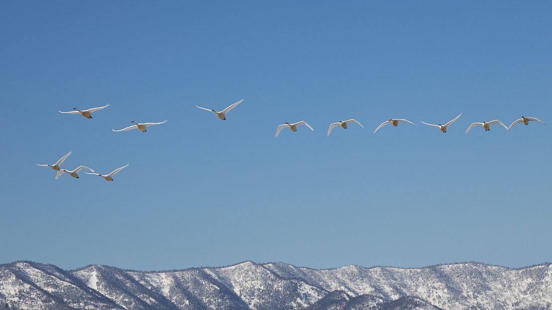 A Dozen Swans in Flight