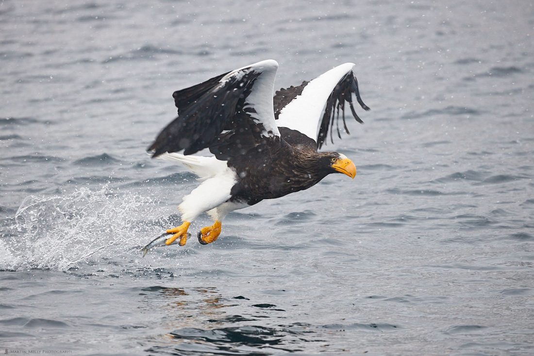 Steller's Sea Eagle Snatches Fish from Sea