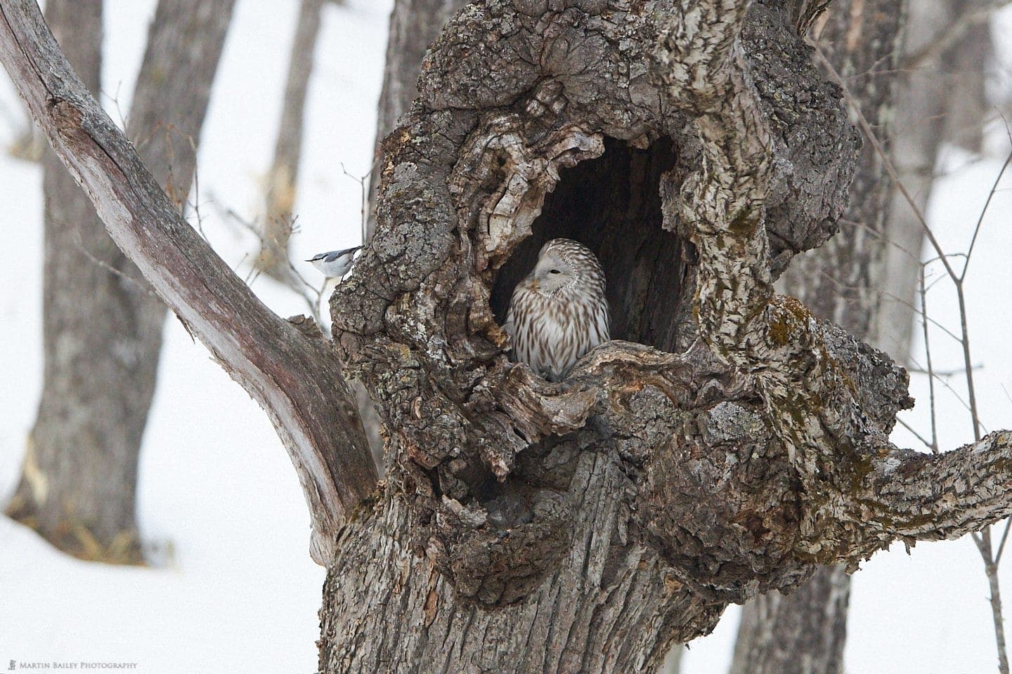 Ural Owl and Nuthatch