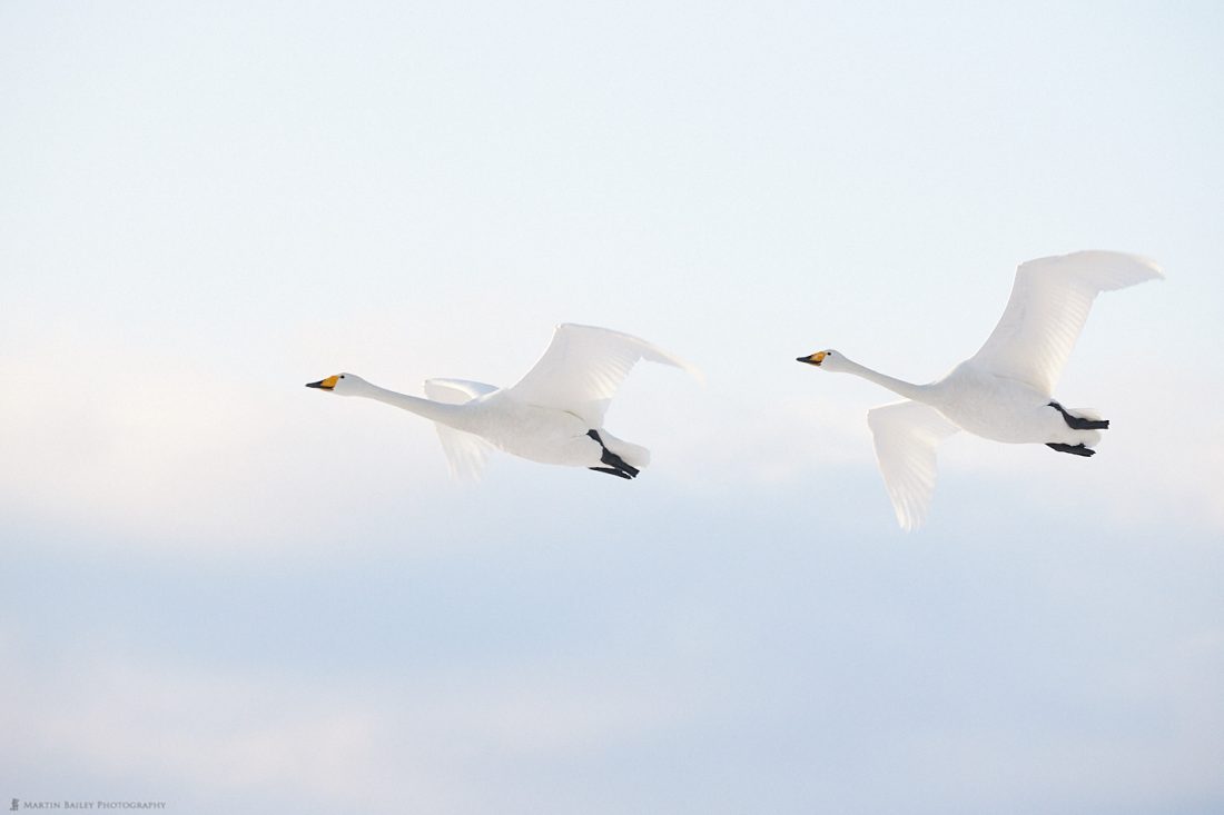 Whooper Swan Fly-By
