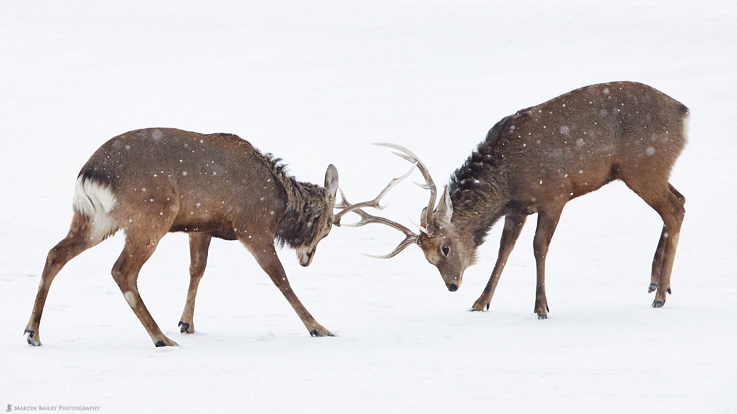 Stags' Play-Fighting
