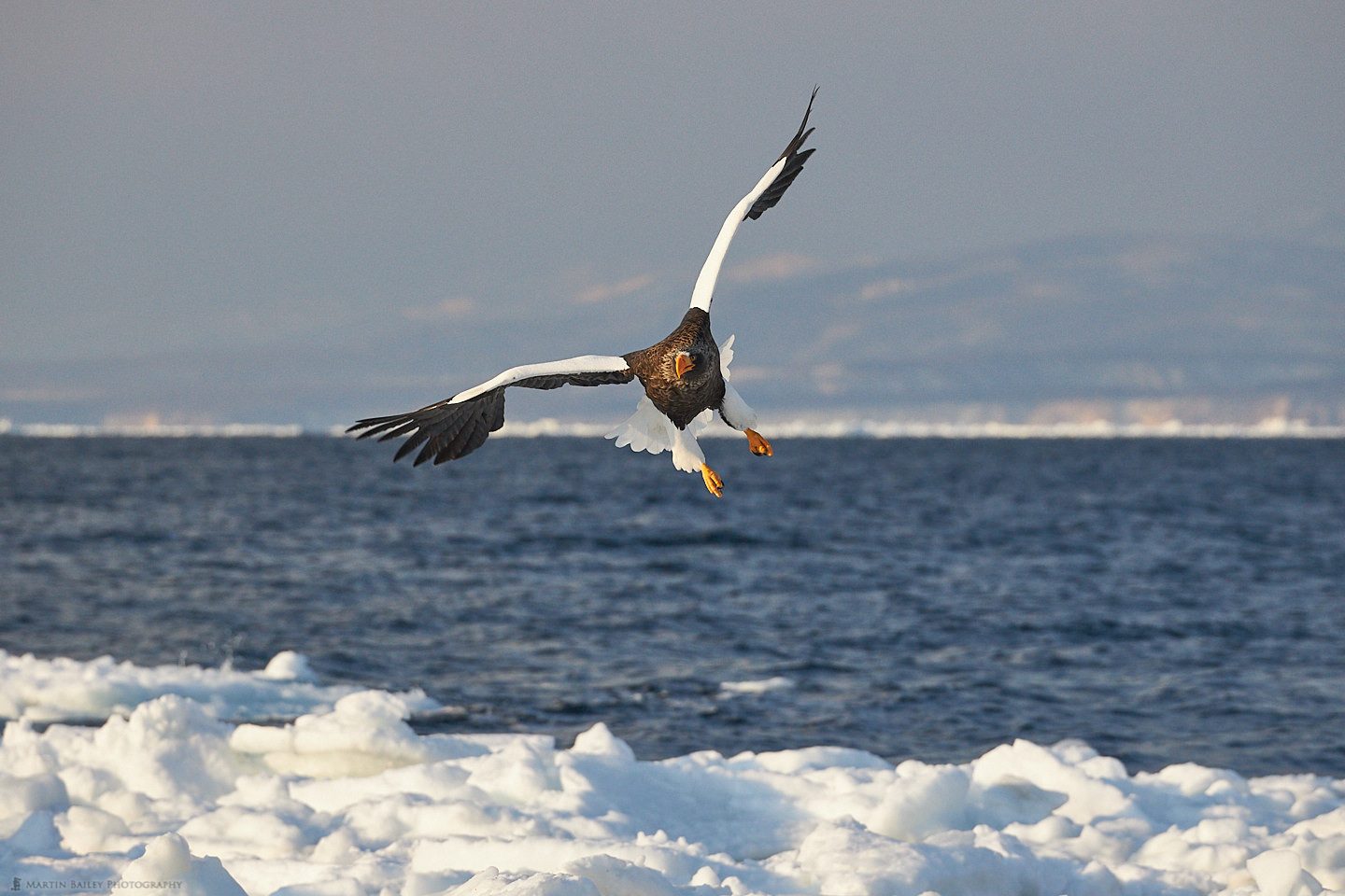 Steller's Sea Eagle and Sea Ice