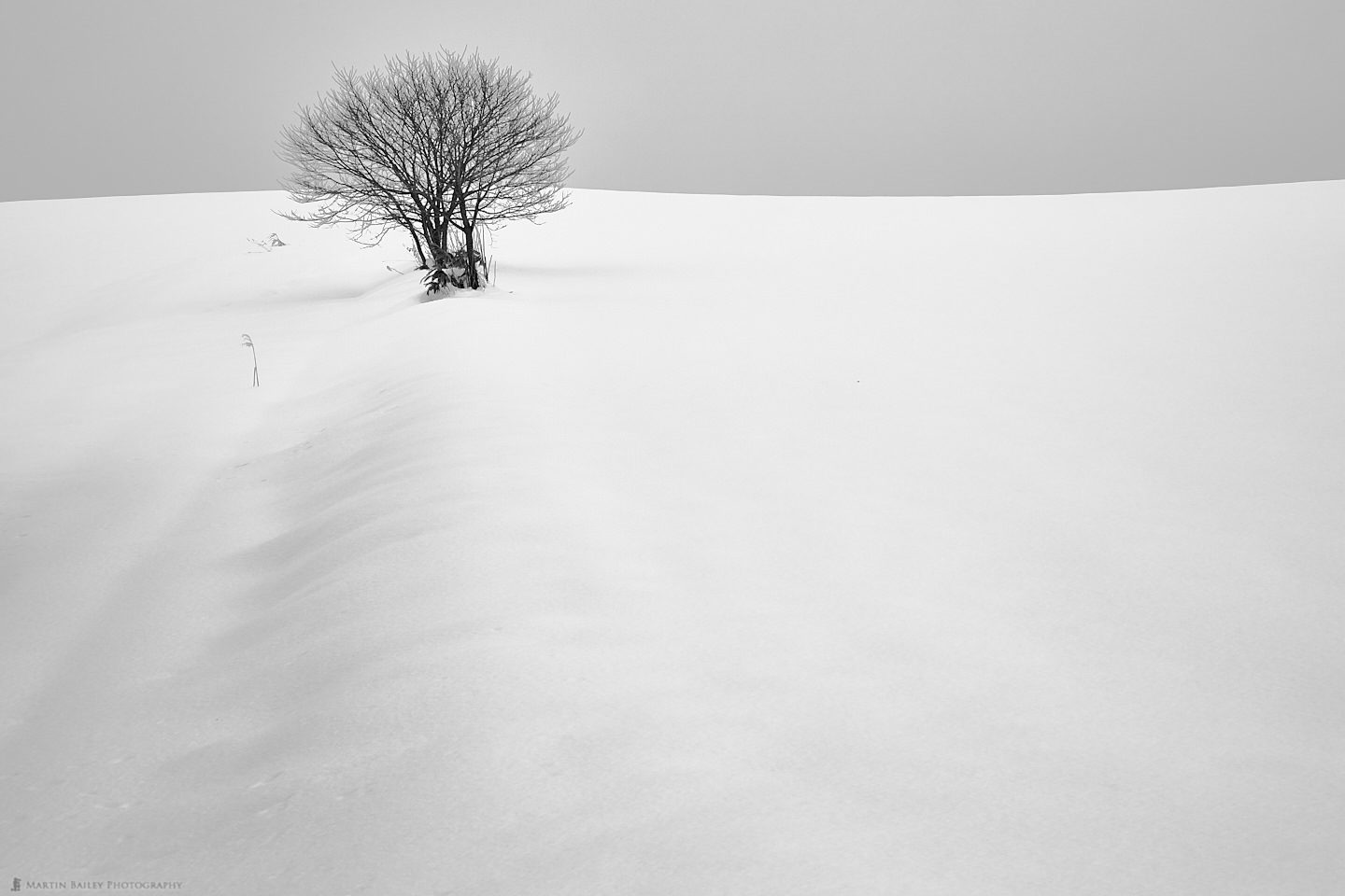 Tree in Snow Drift
