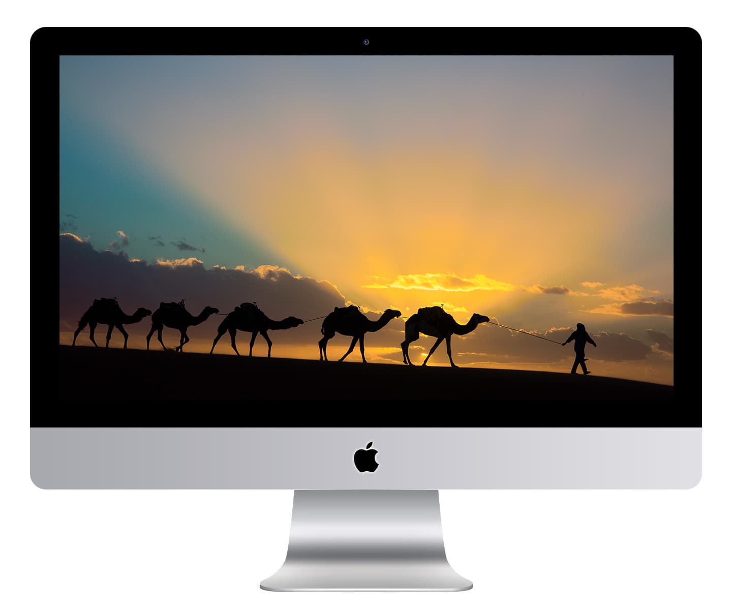Camels at Sunset in Sahara Wallpaper