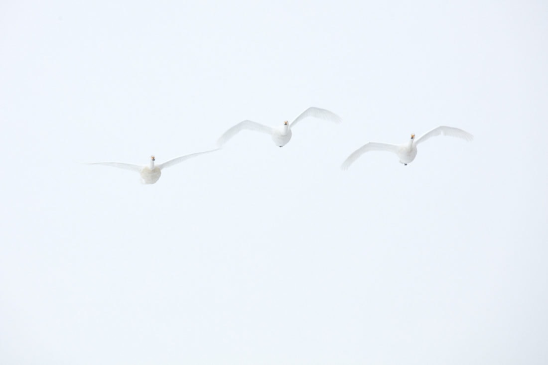Three Swans in Mist