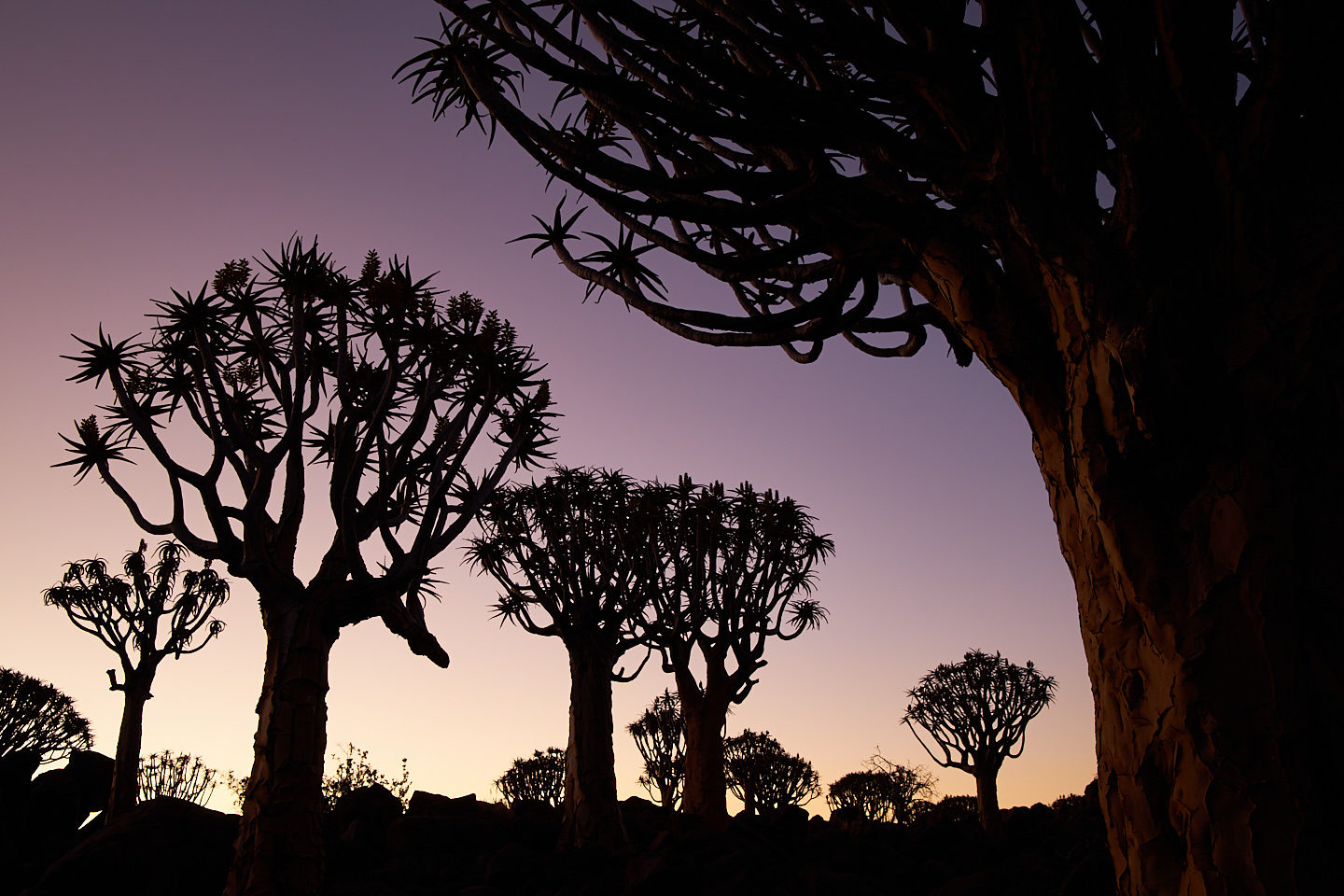 Quiver Tree Forest at Dusk