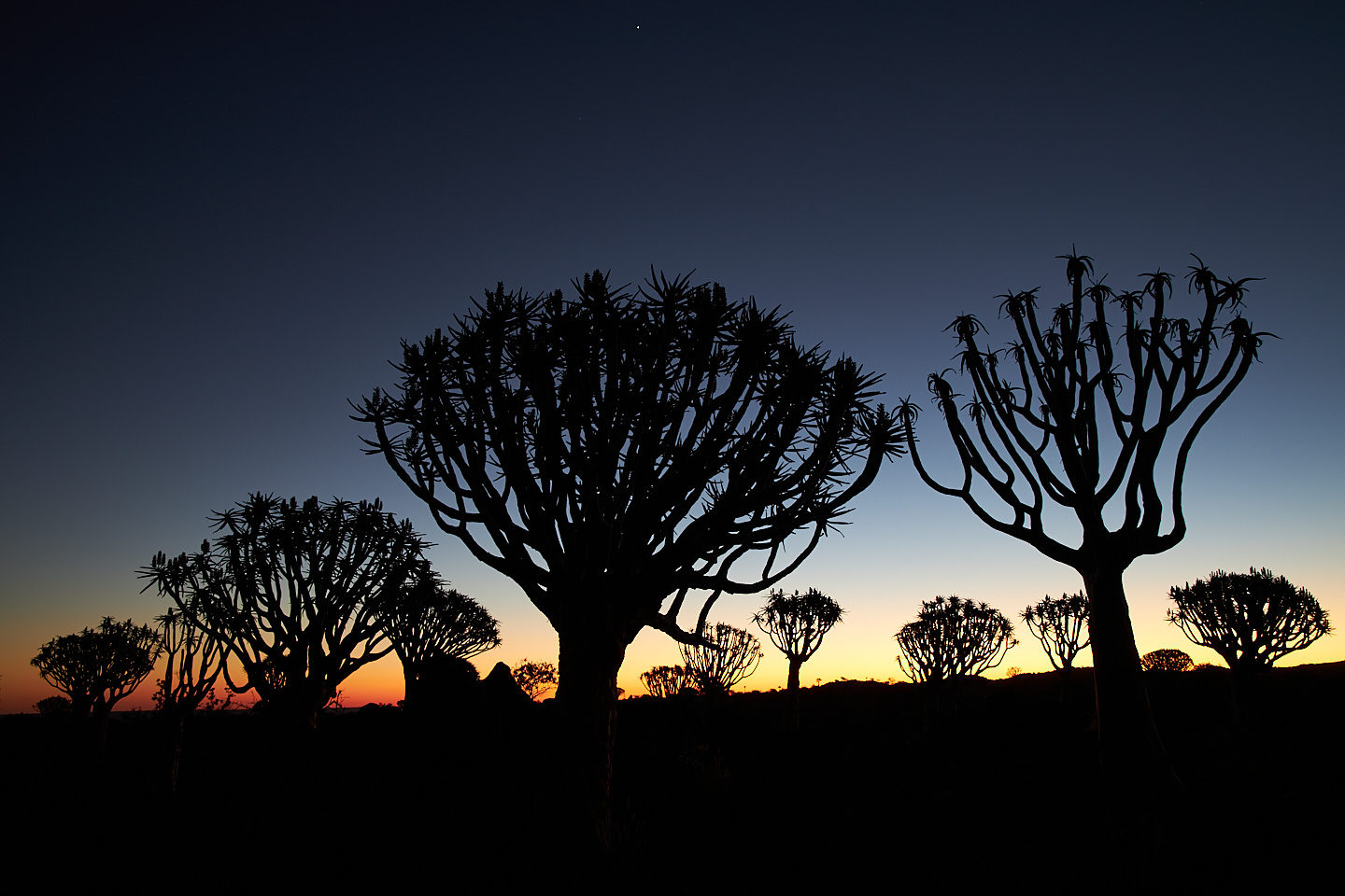 Quiver Tree Forest Sunset