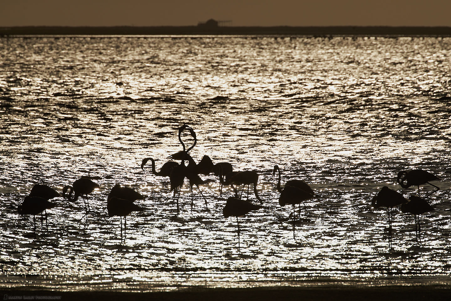 Flamingoes at Sunset