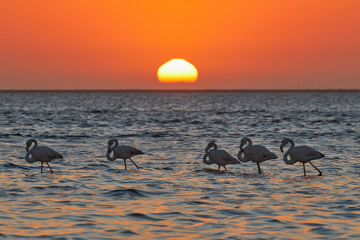 Walvis Bay Flamingo Sunset