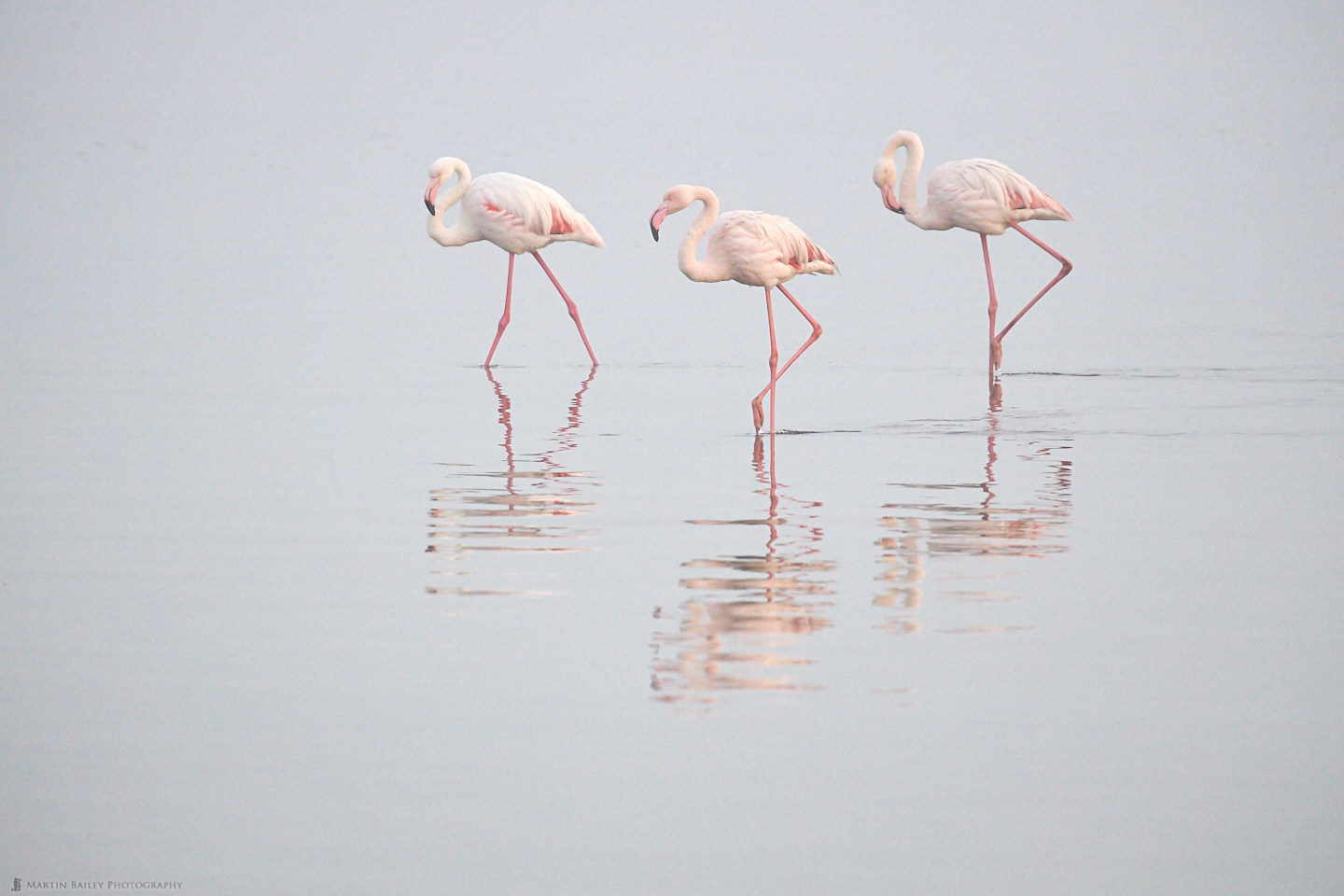 Flamingoes in Dawn Mist