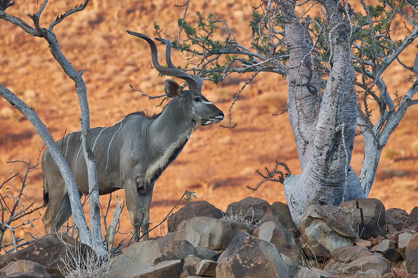 Greater Kudu with Bottle Tree